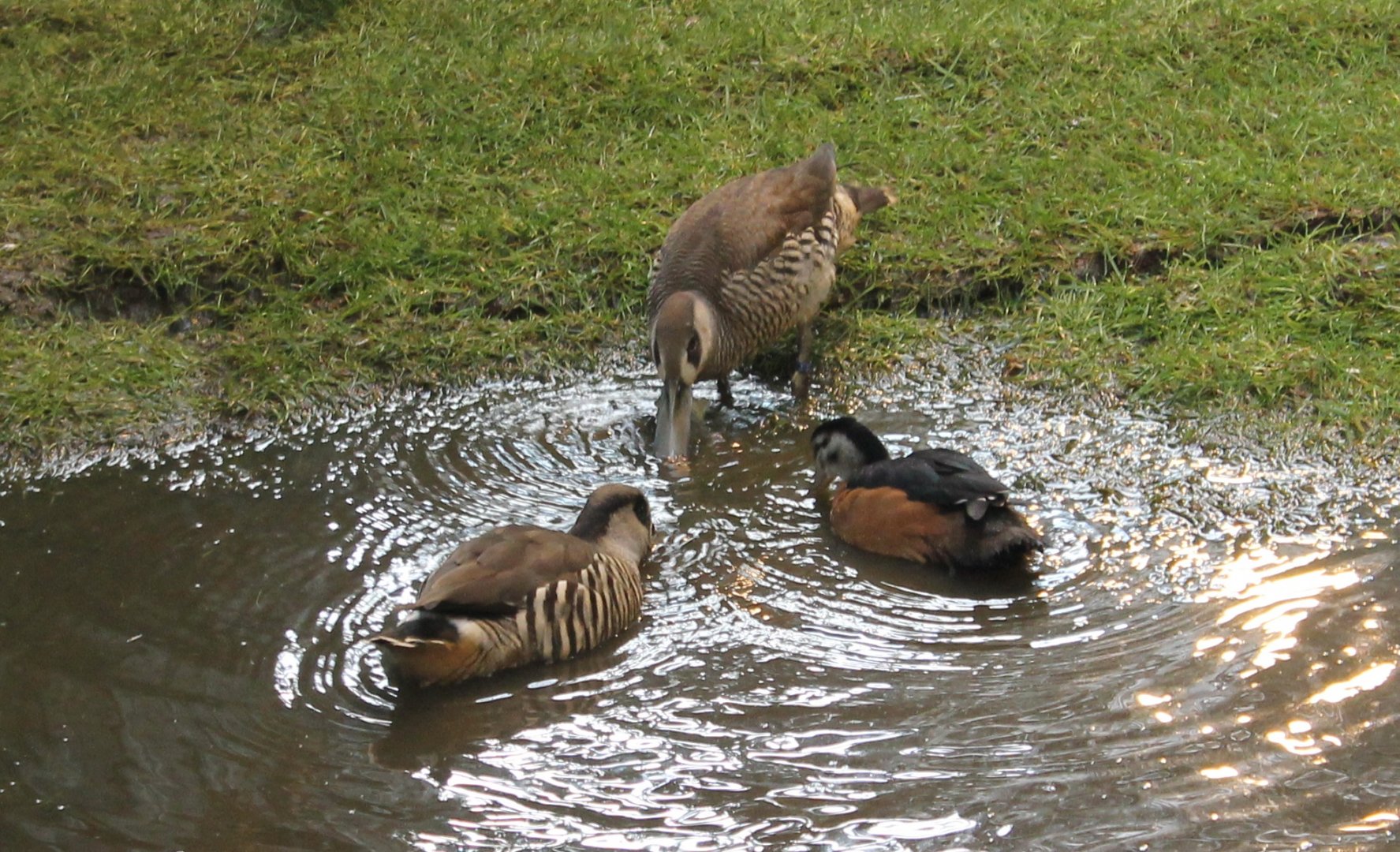 Pink-eared ducks and African pygmy goose