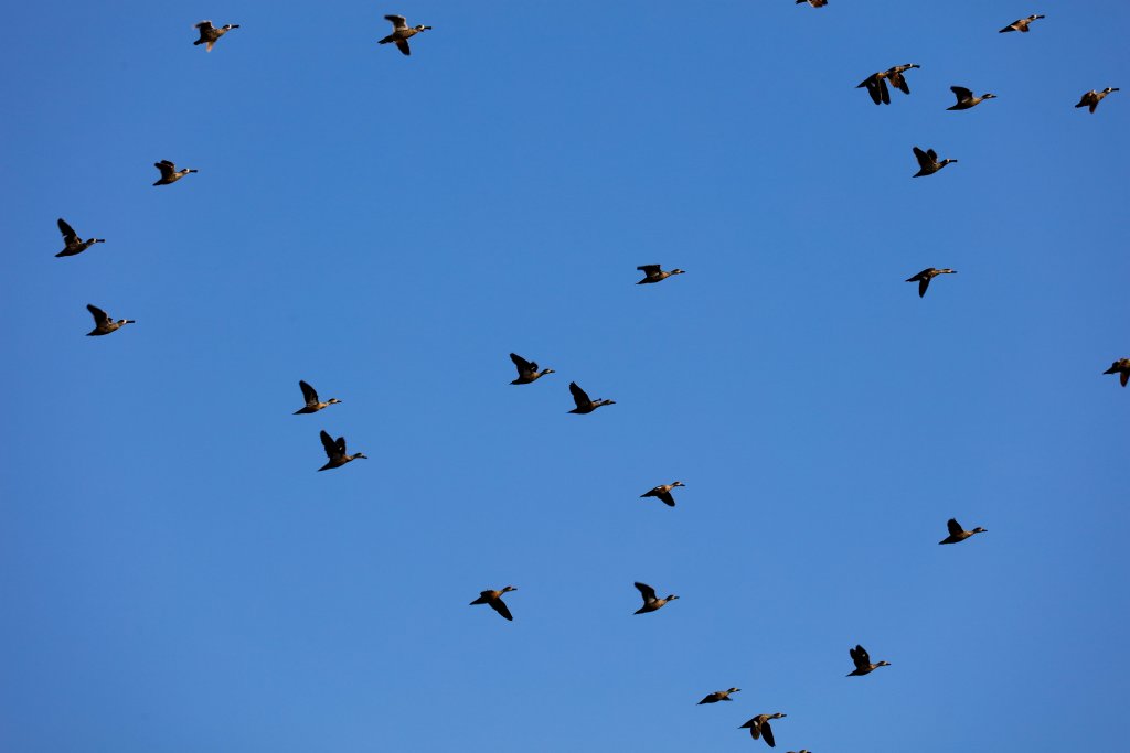 Pink-eared Ducks and Grey Teal