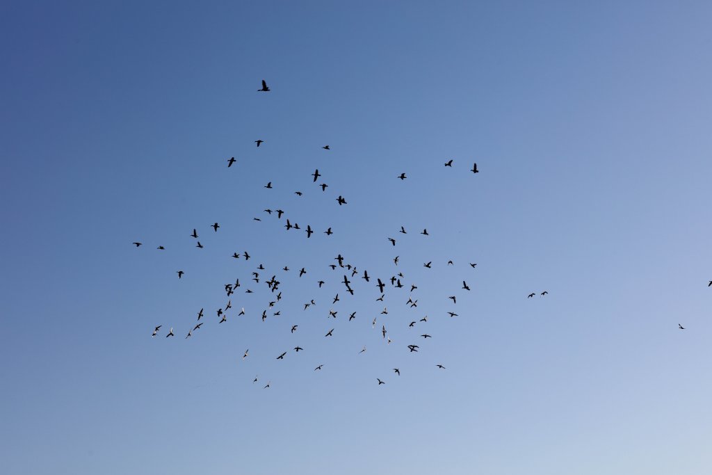 Pink-eared Ducks and Grey Teal