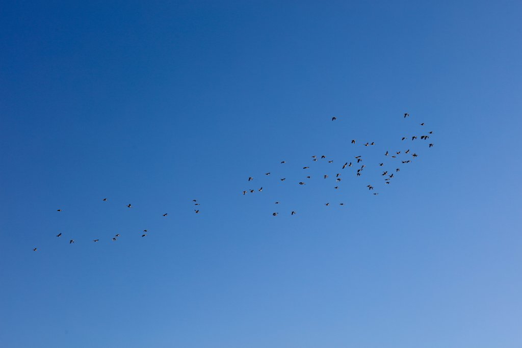Pink-eared Ducks and Grey Teal