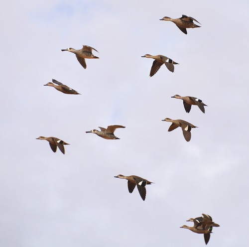 Pink-eared ducks and grey teal