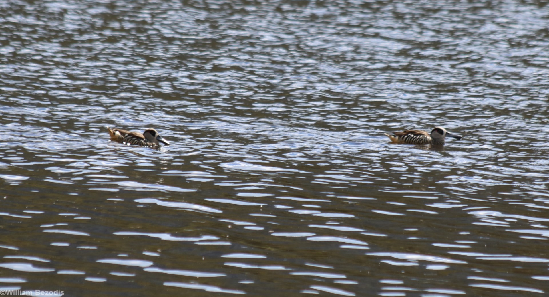 Pink-eared Ducks - Hastie's Swamp