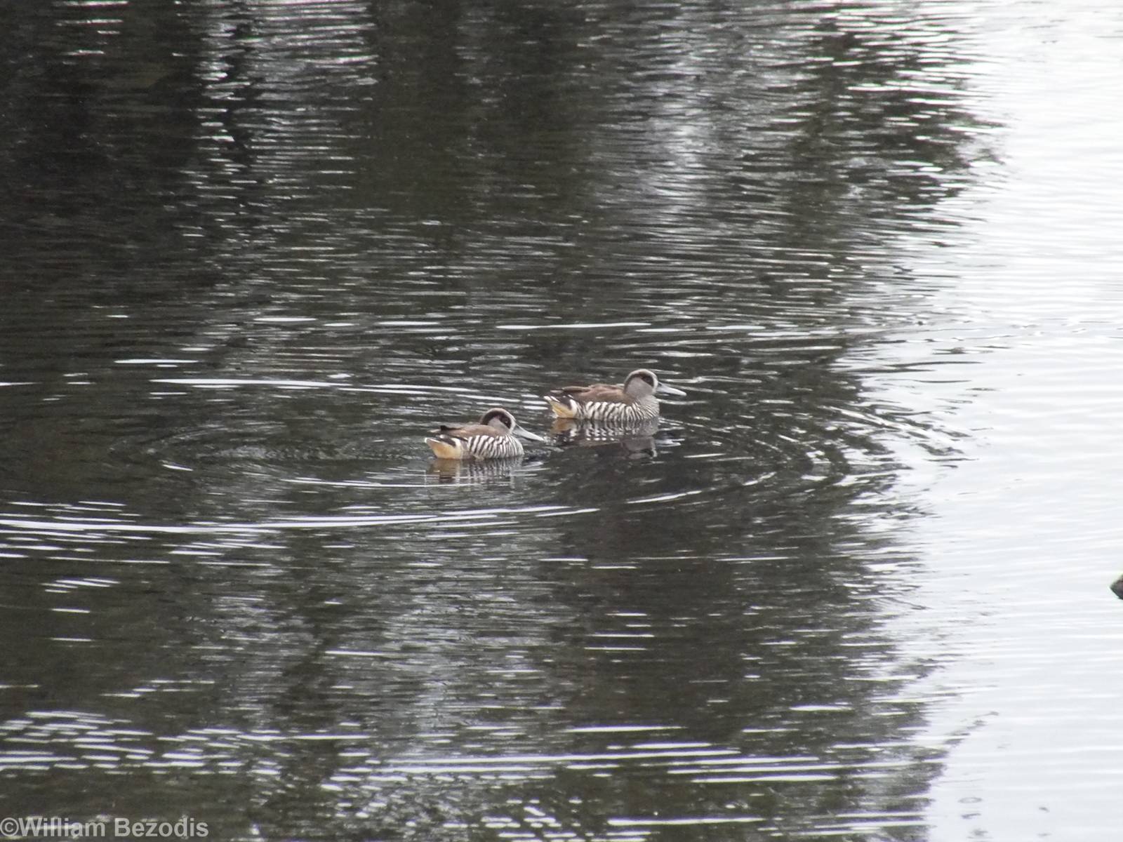 Pink-eared Ducks
