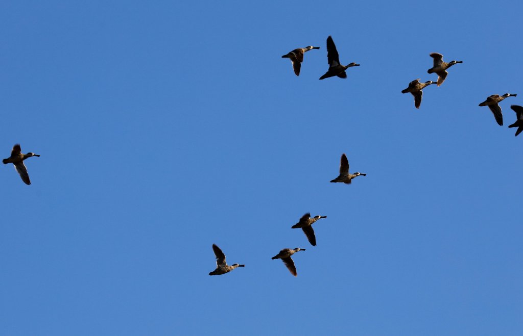 Pink-eared Ducks