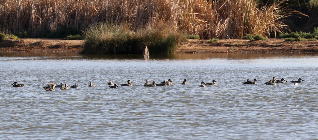 Pink-eared Ducks