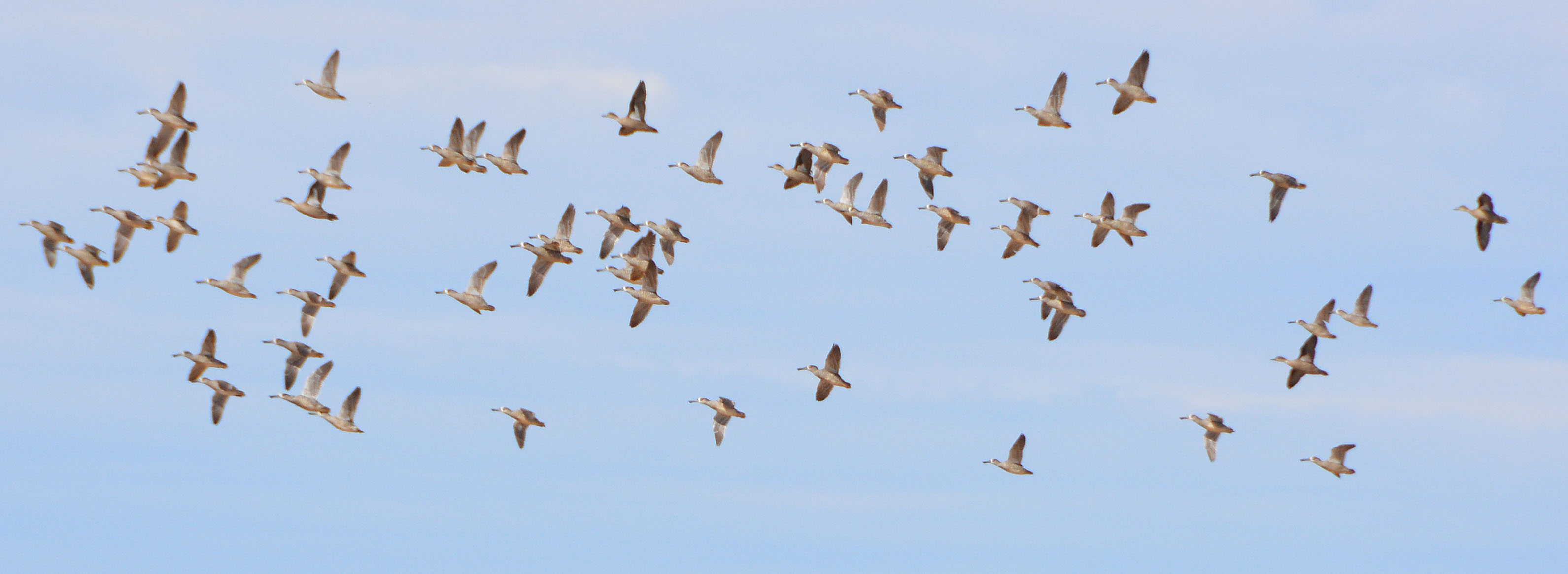 Pink-eared ducks.