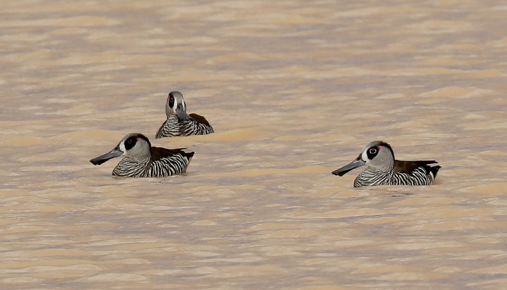 Pink-eared Ducks