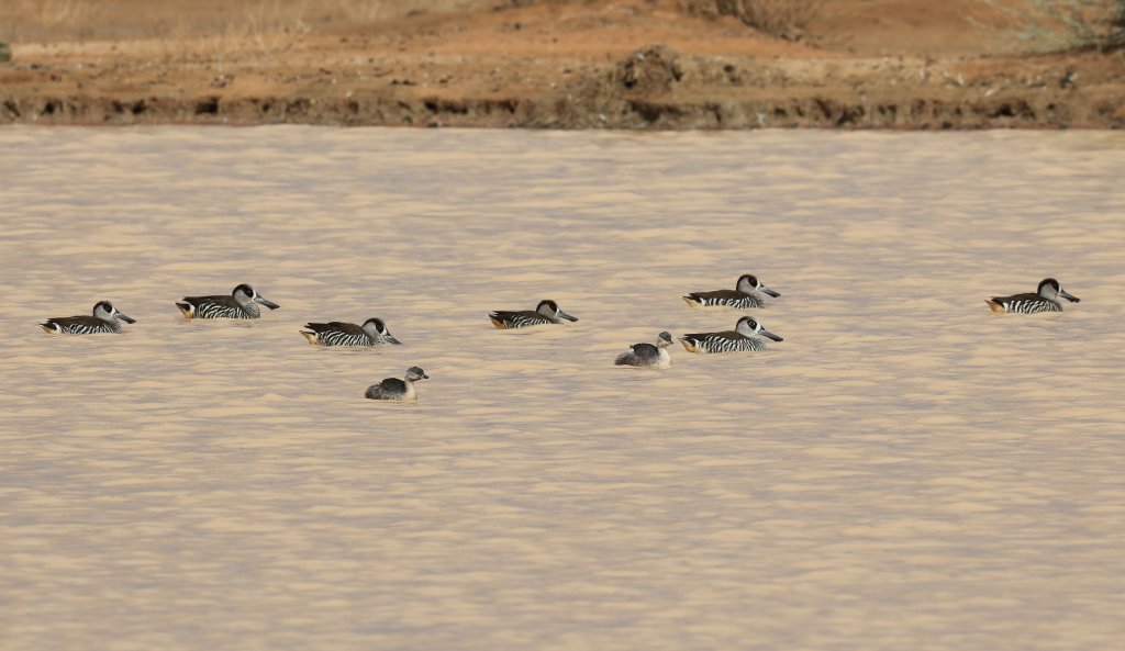Pink-eared Ducks