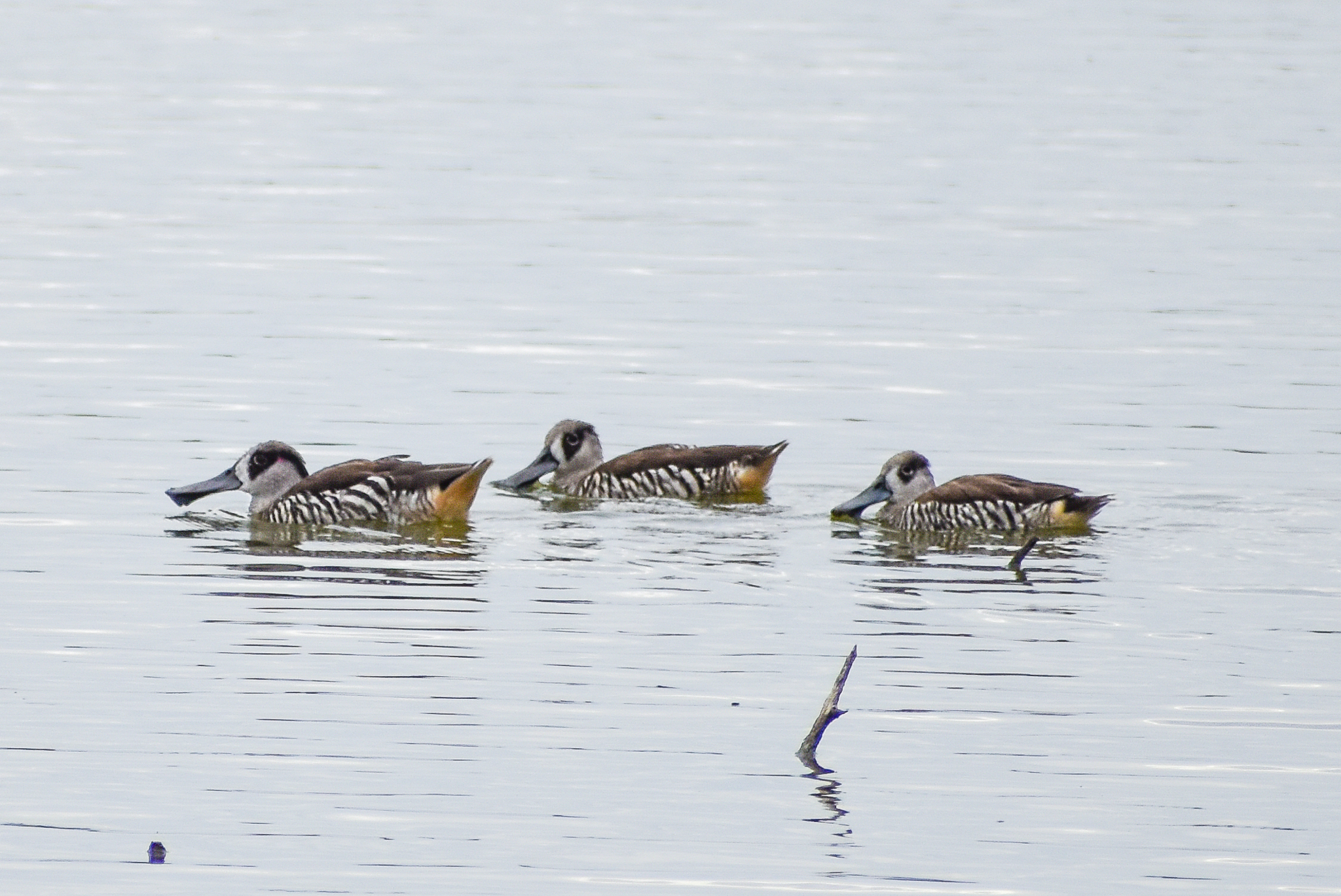 Pink-eared Ducks