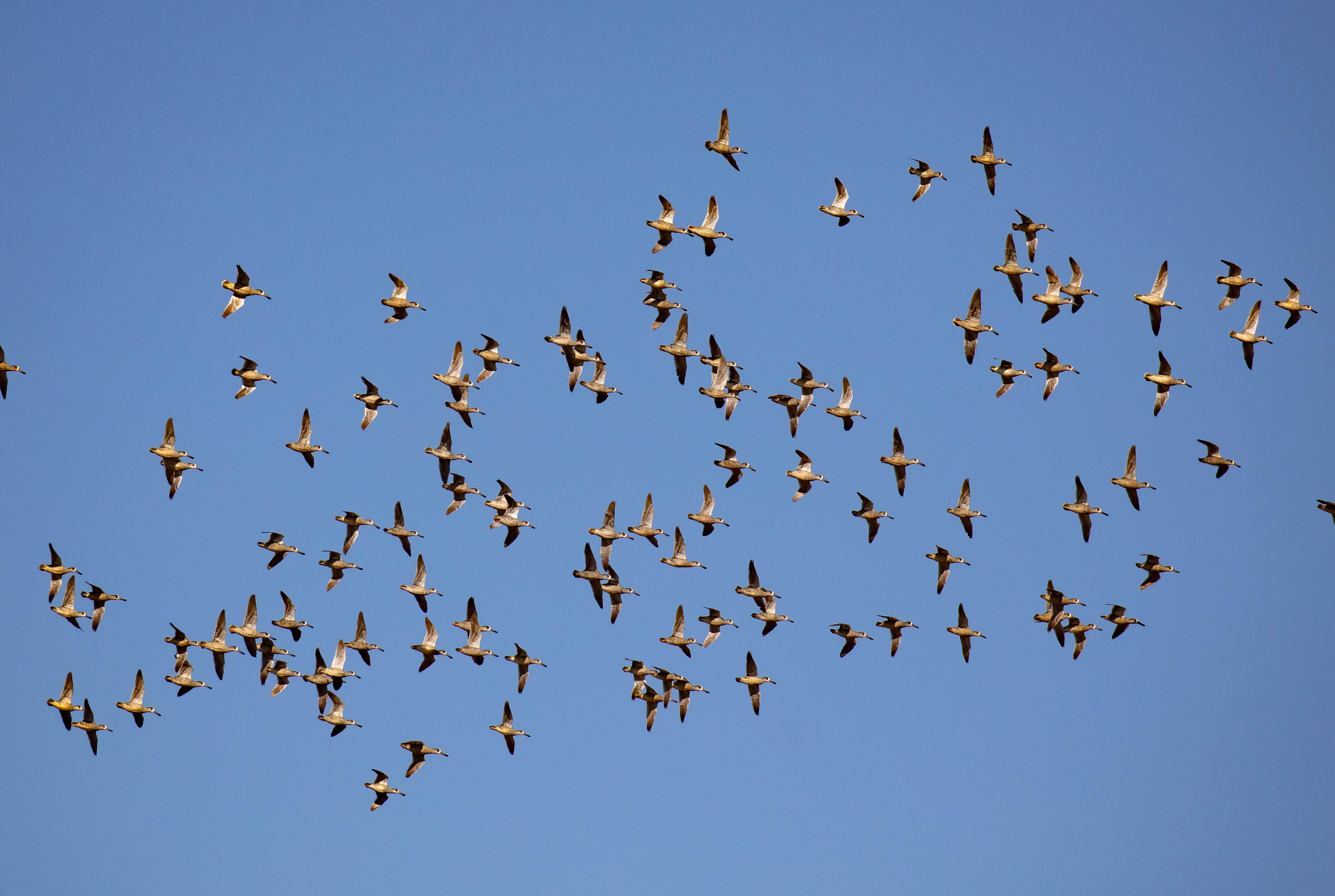 Pink-eared Ducks
