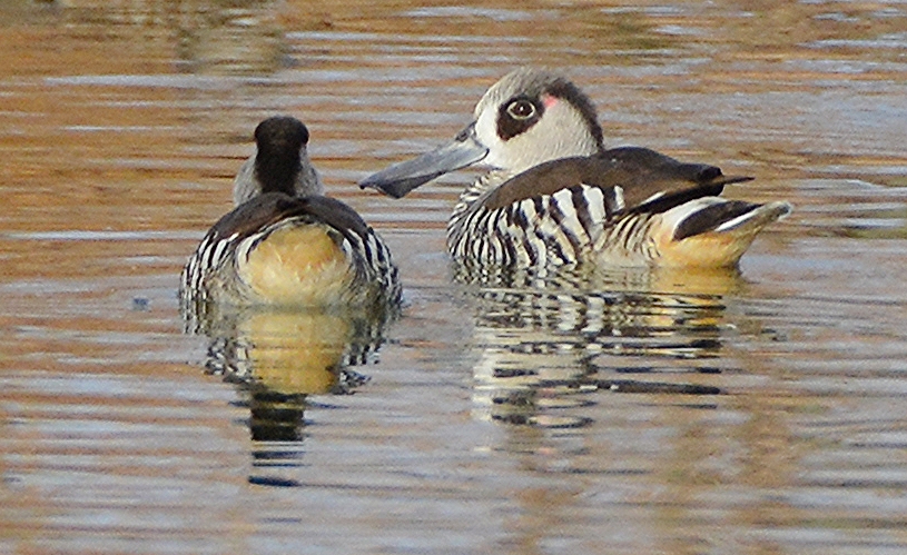 Pink-eared ducks