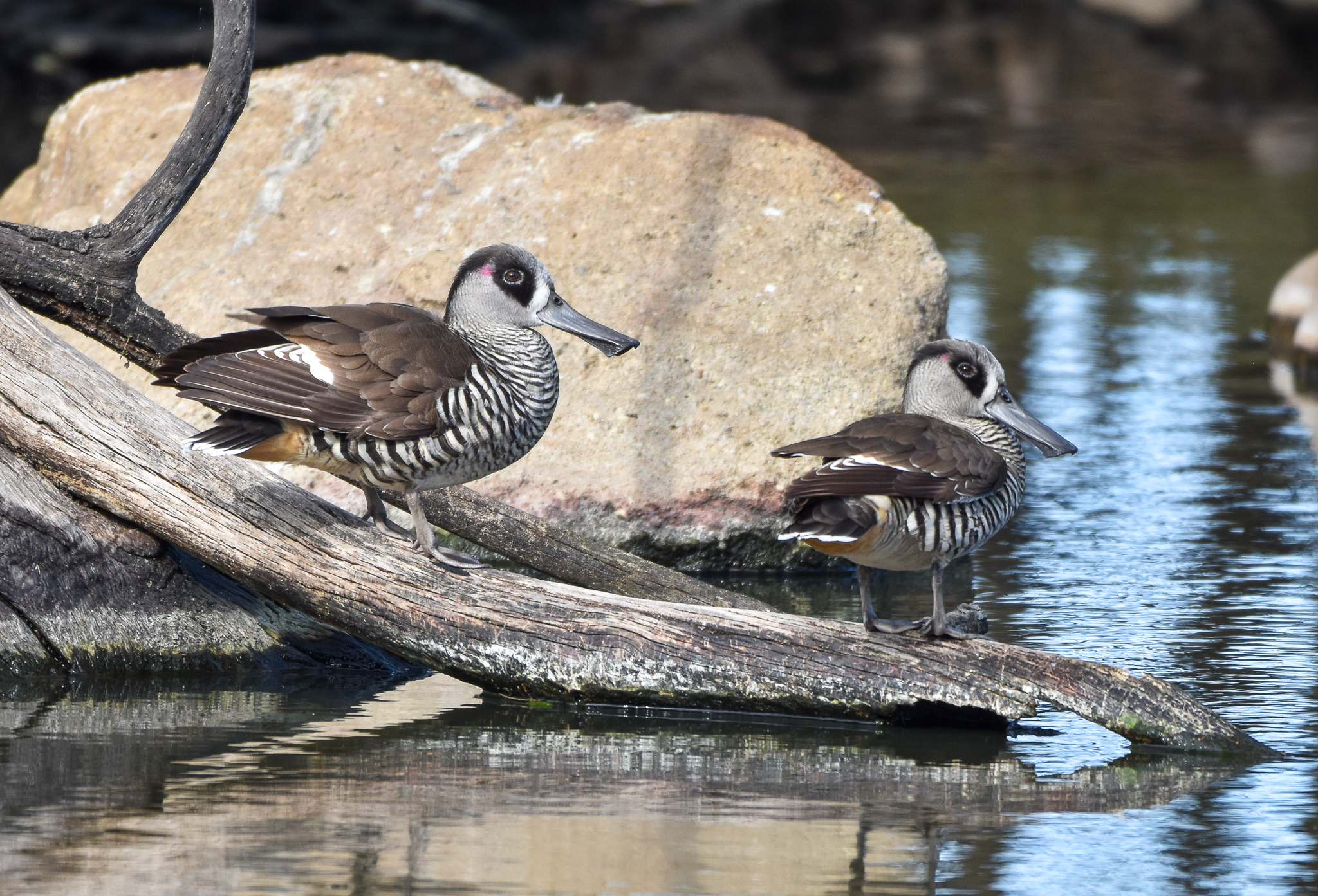 Pink-eared Ducks