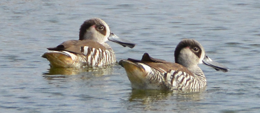 Pink-eared ducks