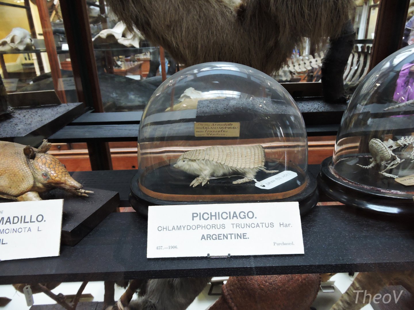 Pink fairy armadillo [2016]