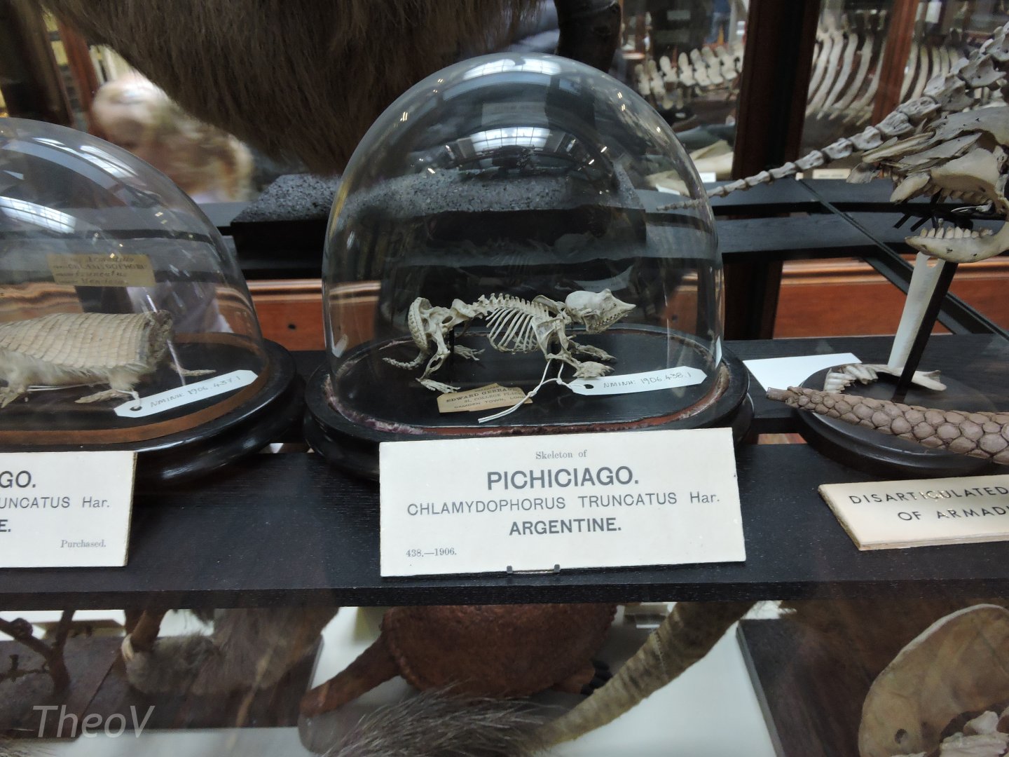 Pink fairy armadillo [2016]