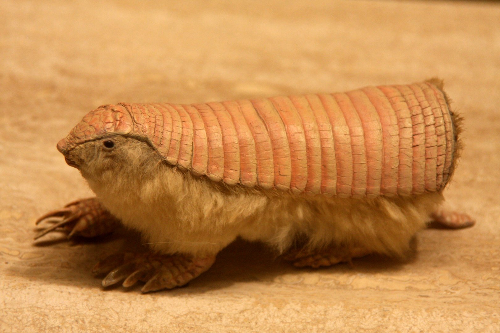 pink fairy armadillo (Chlamyphorus truncatus)