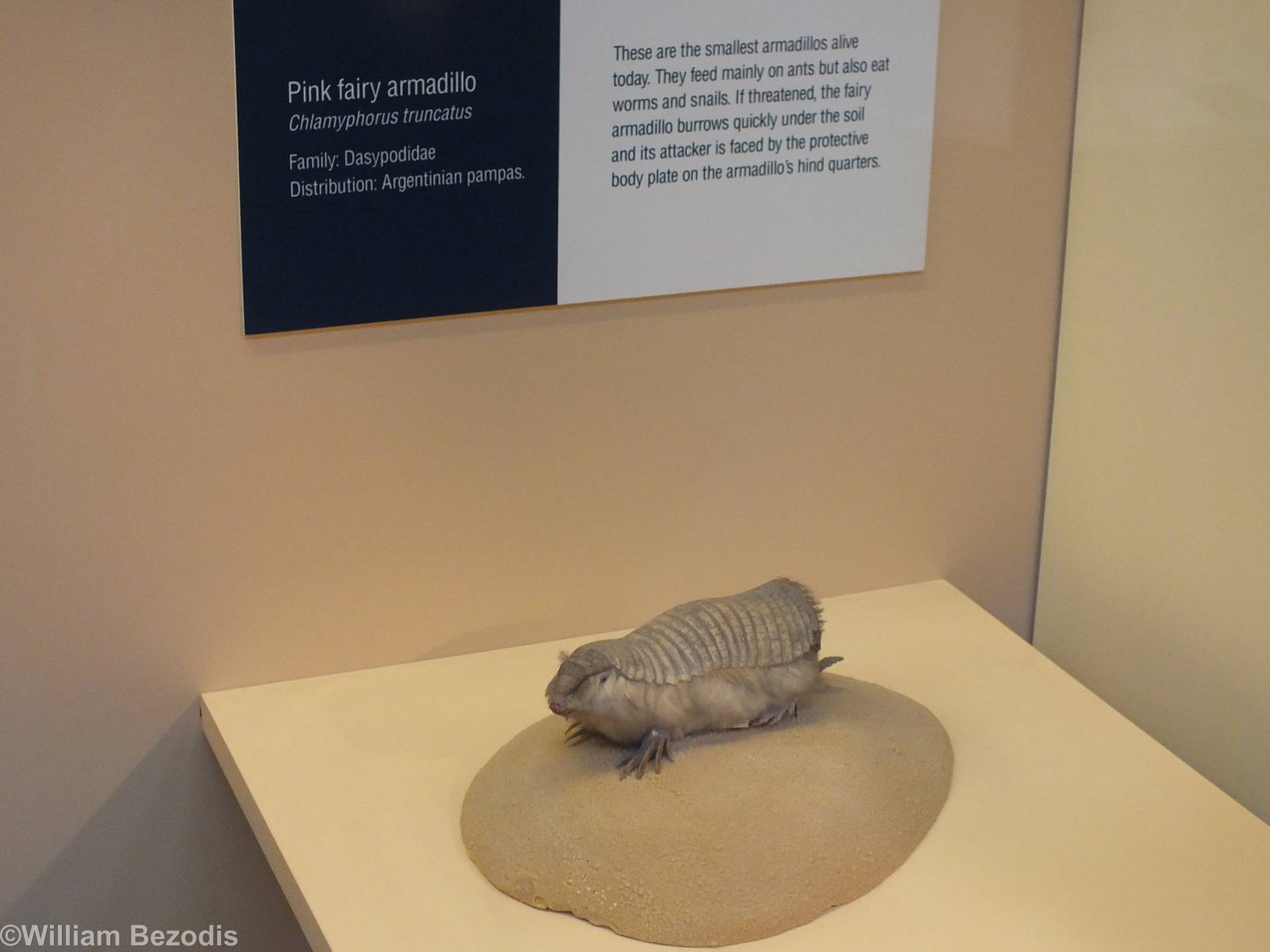 Pink Fairy Armadillo - NHM London