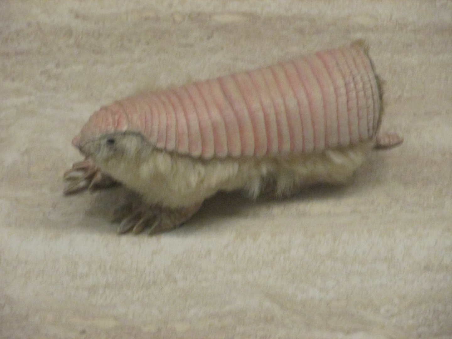 pink fairy armadillo
