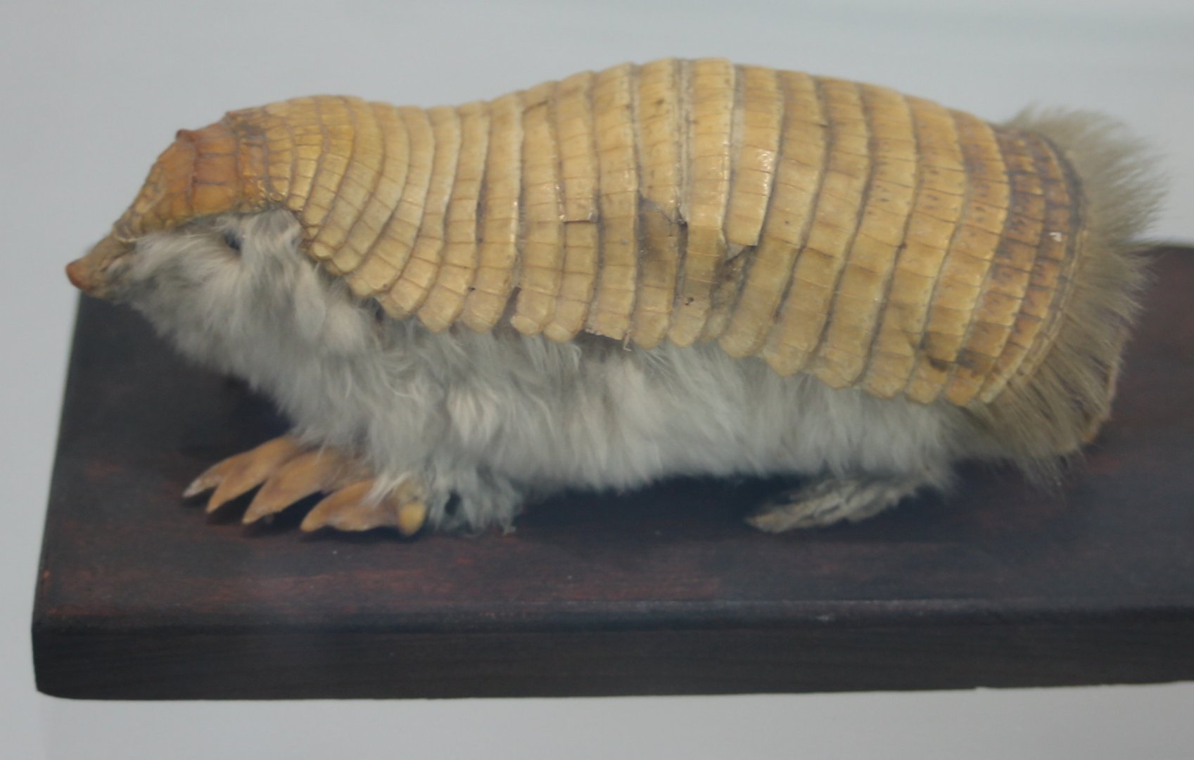 Pink fairy armadillo