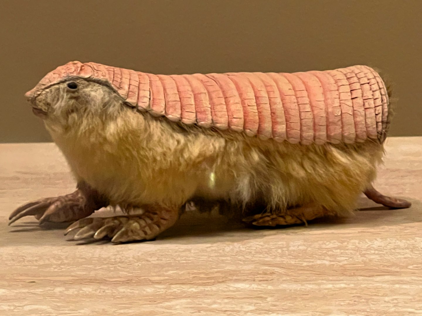 Pink Fairy Armadillo