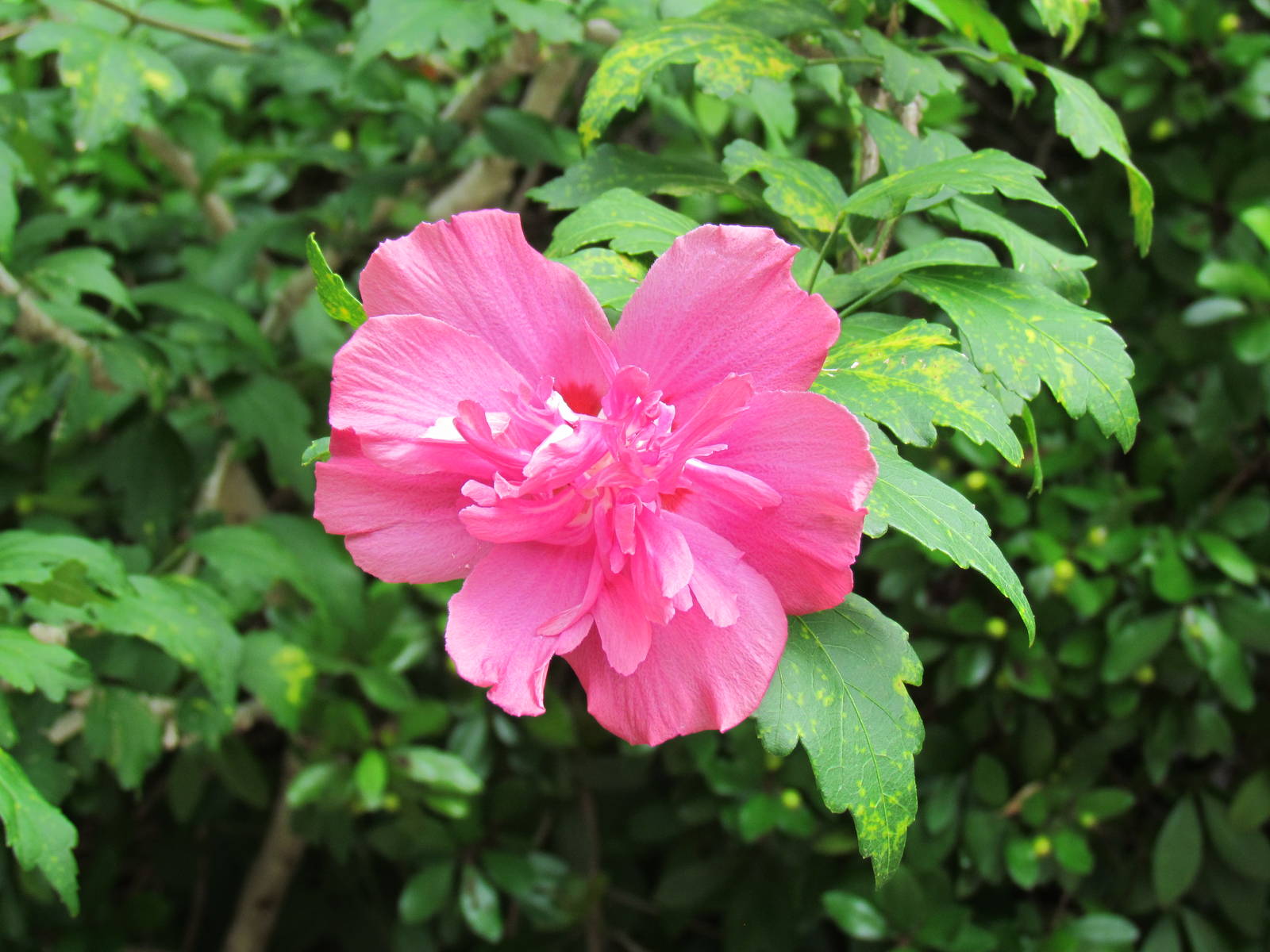 Pink Flower