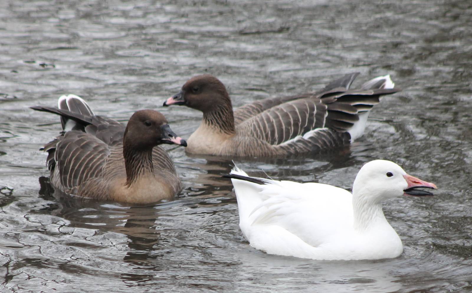 Pink-footed and snow geese