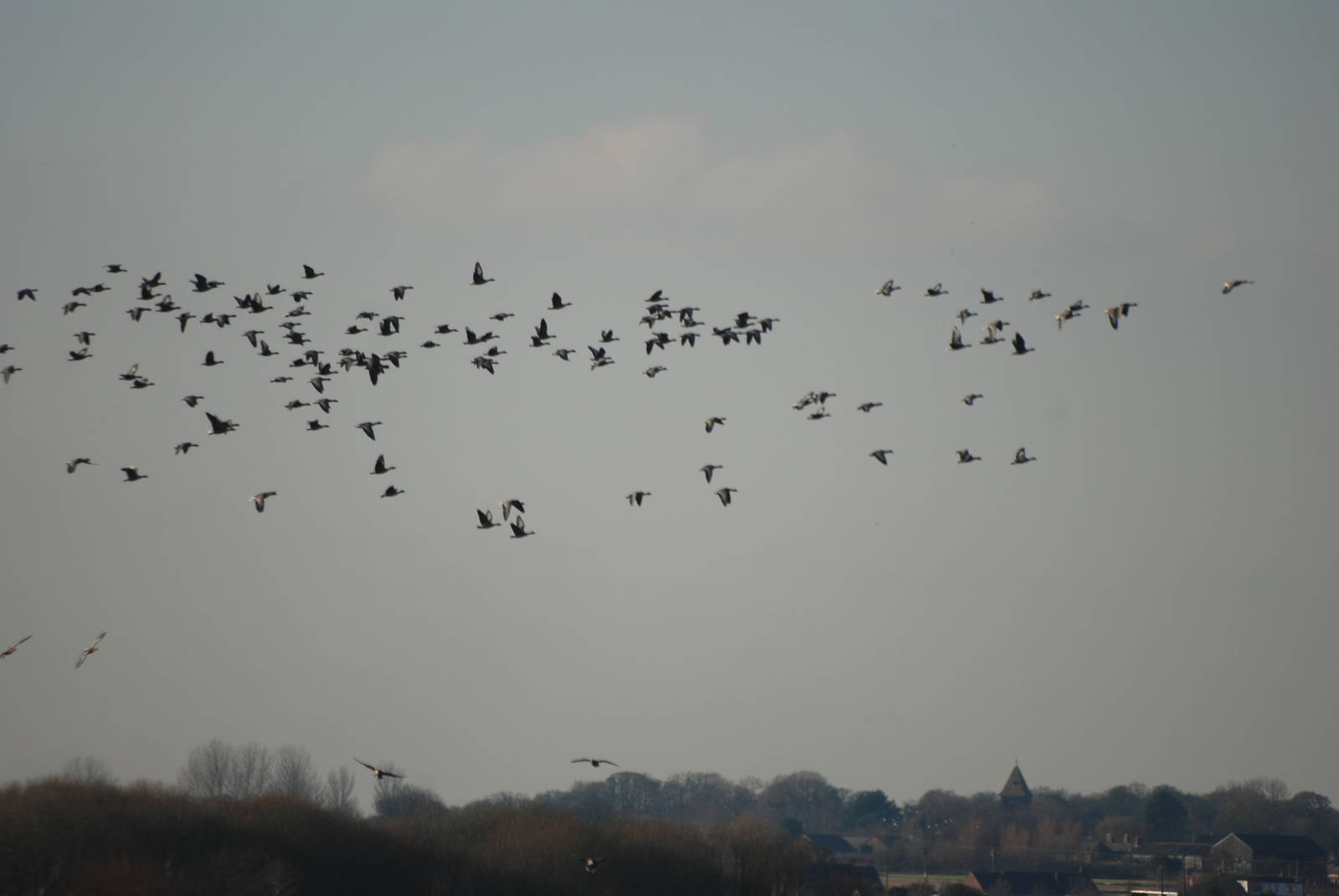 Pink-footed Geese at Martin Mere, 28/01/11