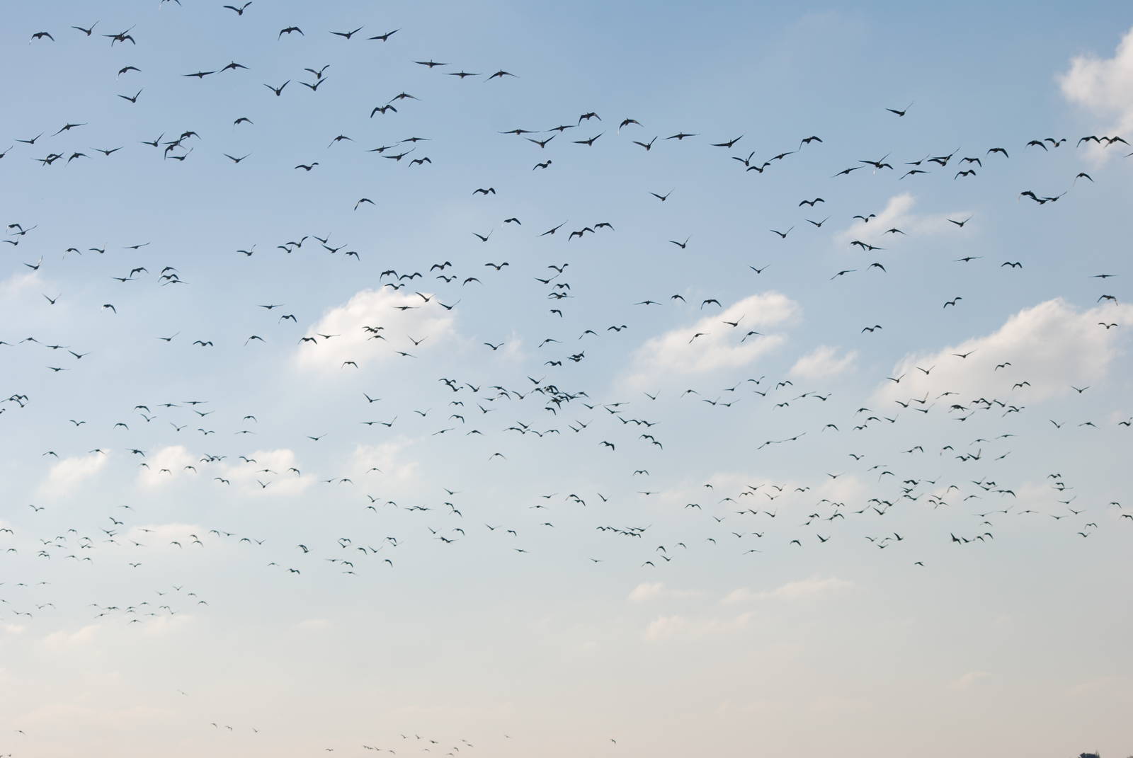 Pink-footed Geese at Martin Mere, 28/01/11