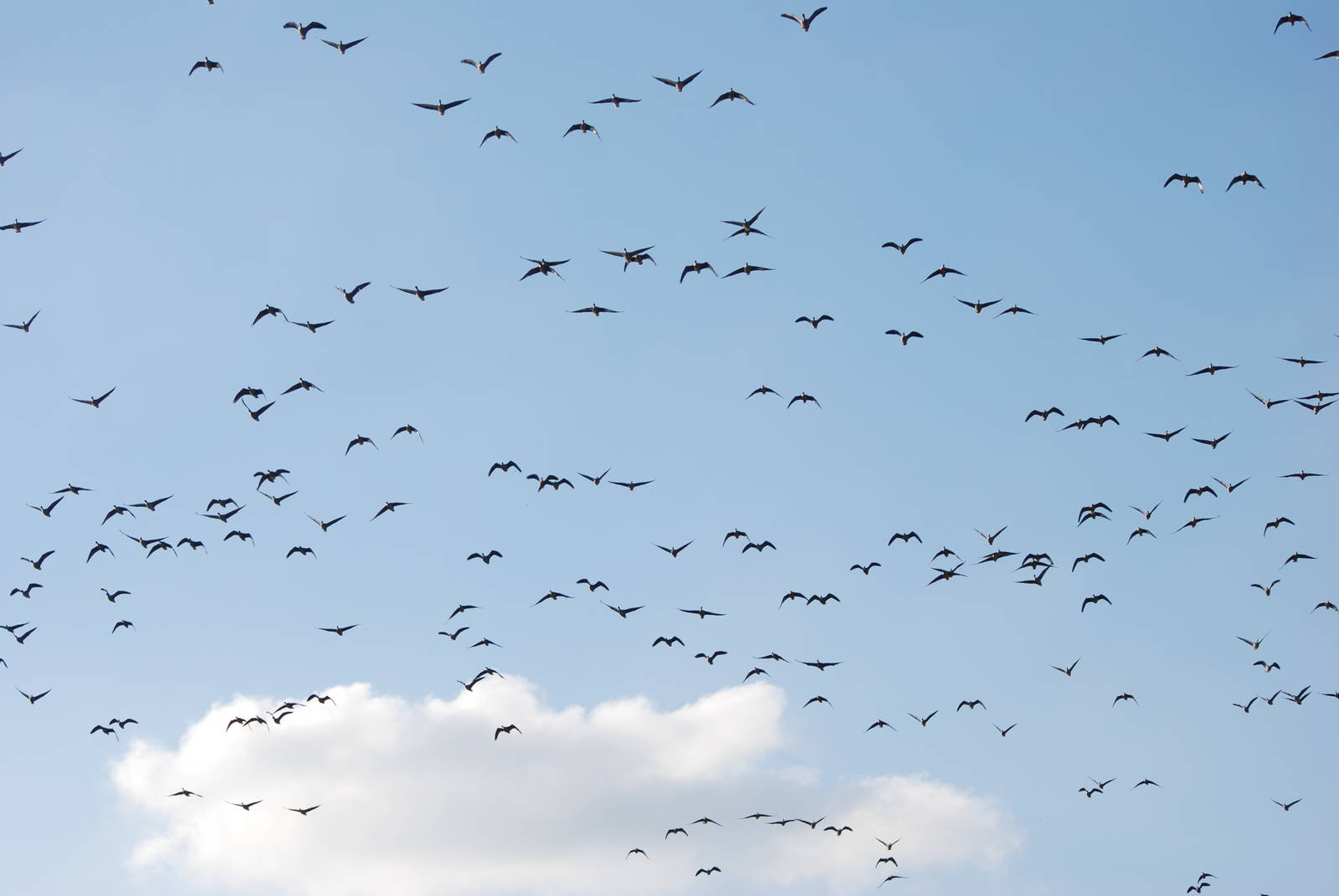 Pink-footed Geese at Martin Mere, 28/01/11