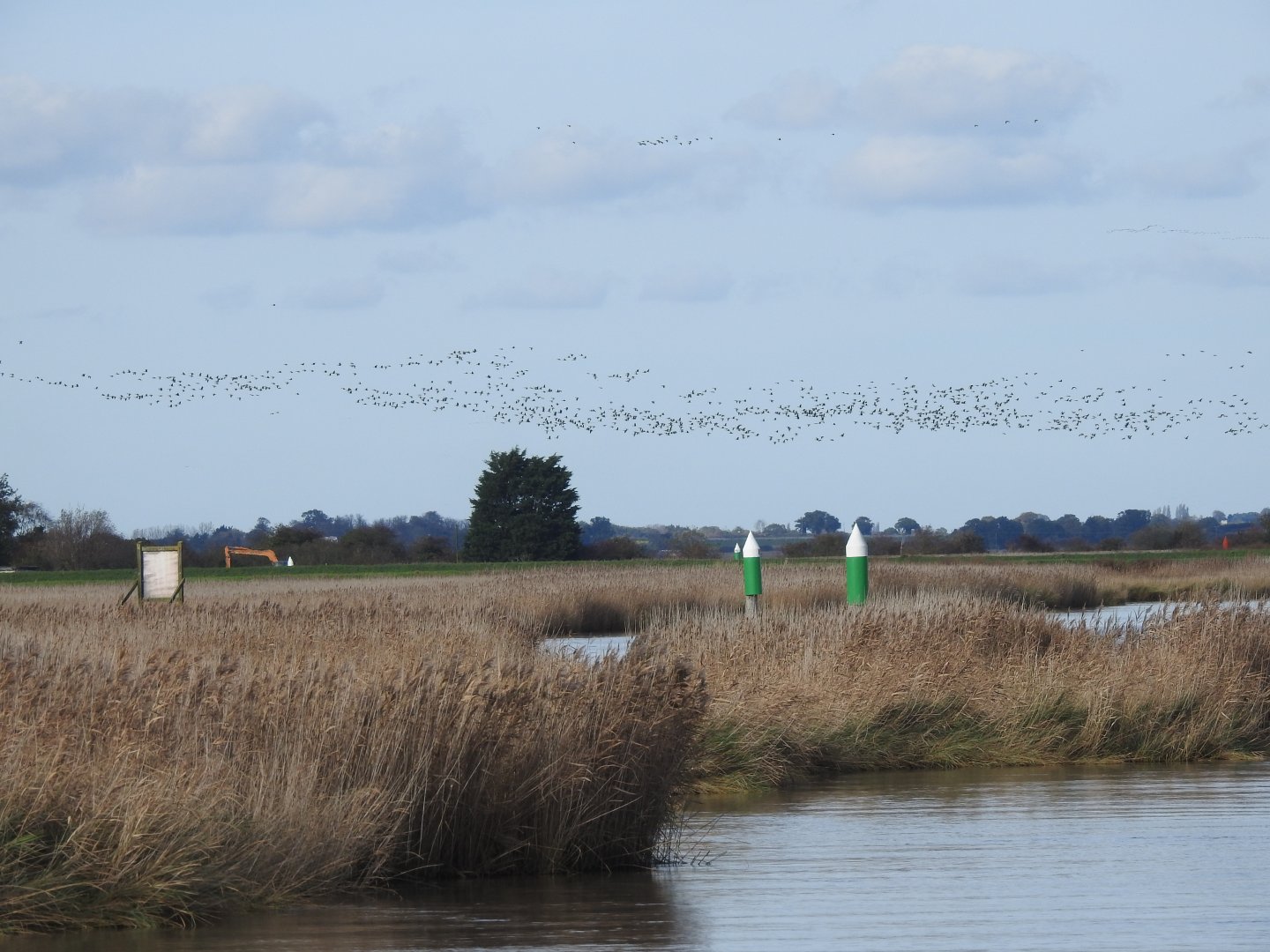 Pink-Footed Geese Migration - Norfolk Broads Oct 17