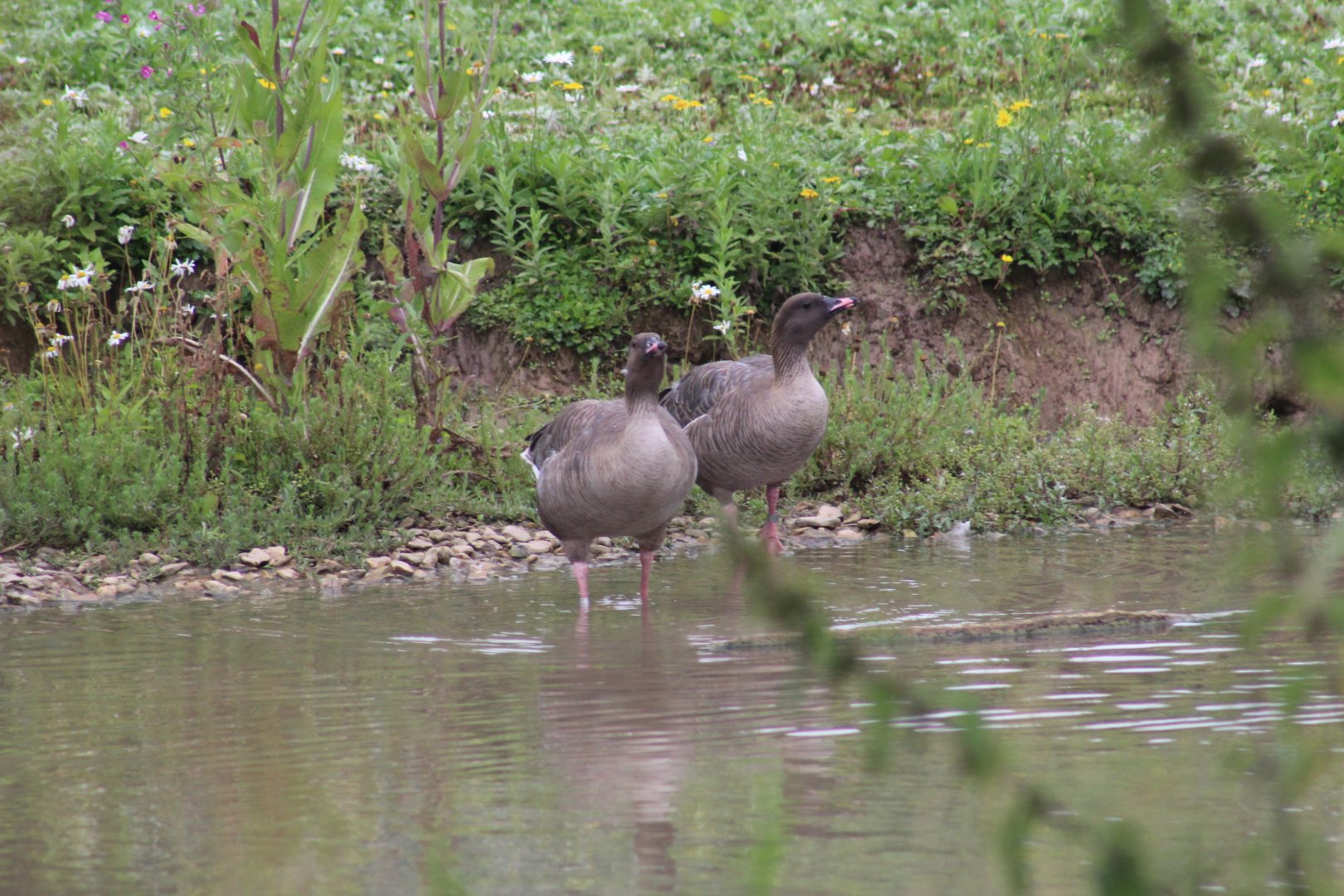 Pink-Footed Geese