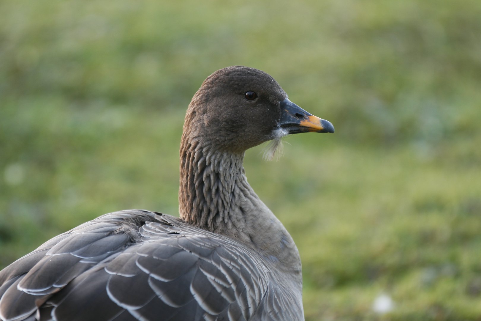 Pink-footed goose (Anser brachyrhynchus)