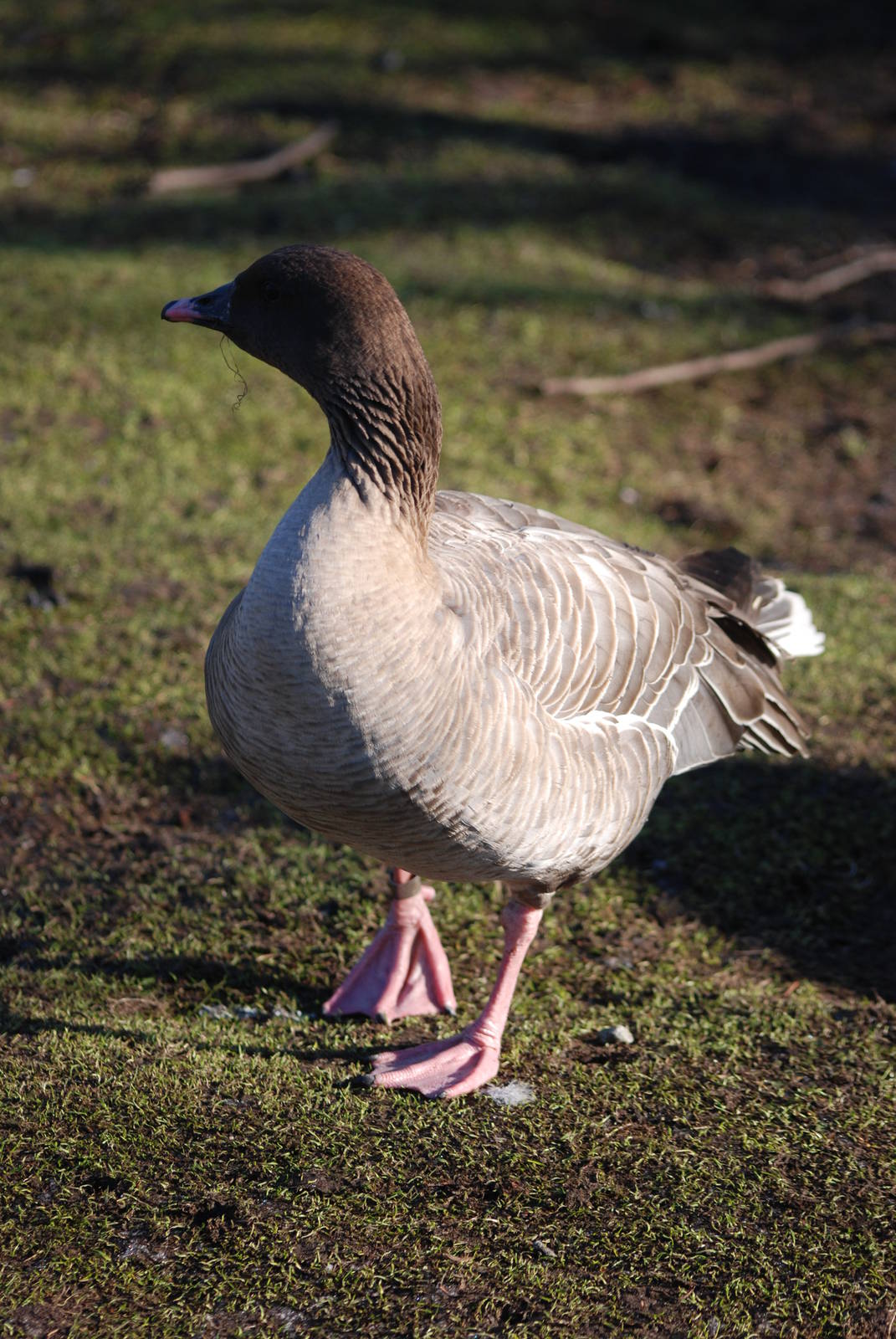 Pink-footed Goose at Martin Mere, 28/01/11