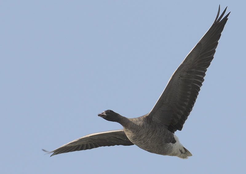 Pink-footed goose in flight