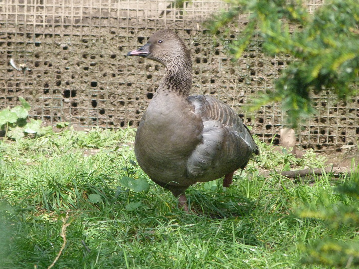 Pink-footed goose -Zoo de Santillana del Mar (2024)