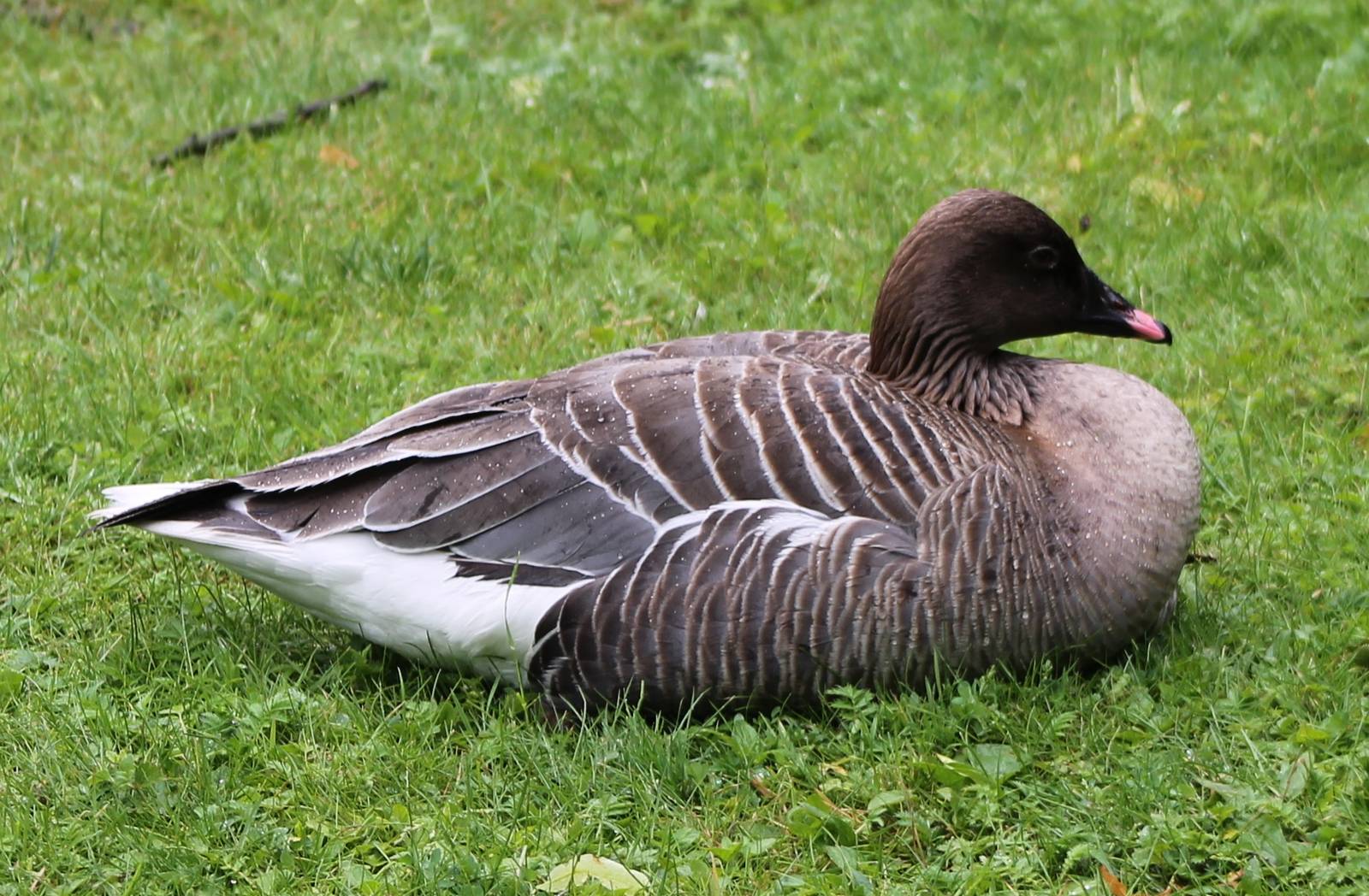 Pink-footed goose