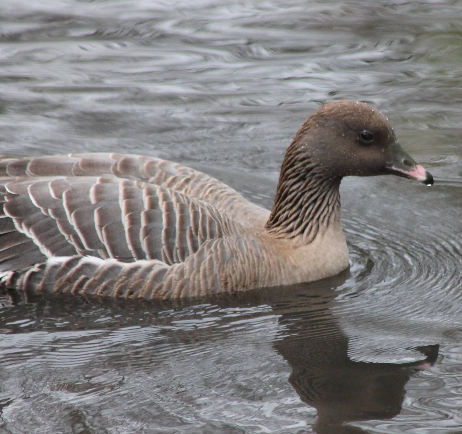 Pink-footed goose