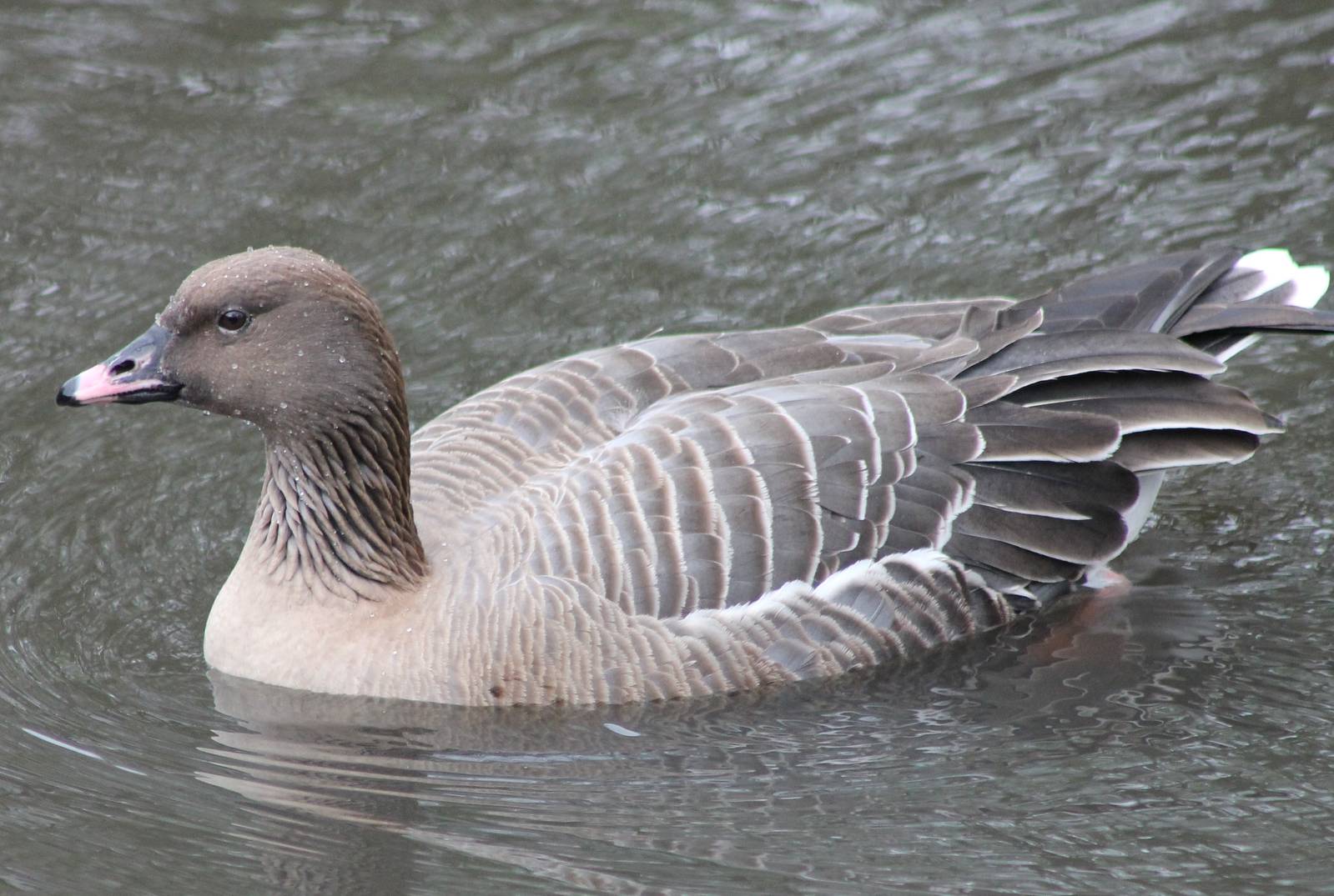 Pink-footed goose