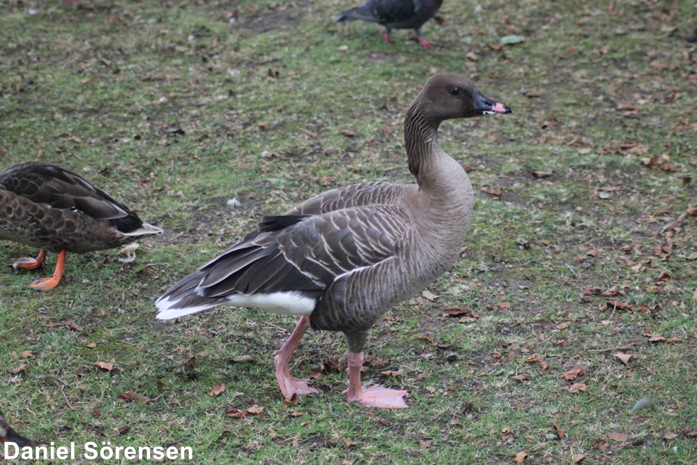 Pink-footed goose