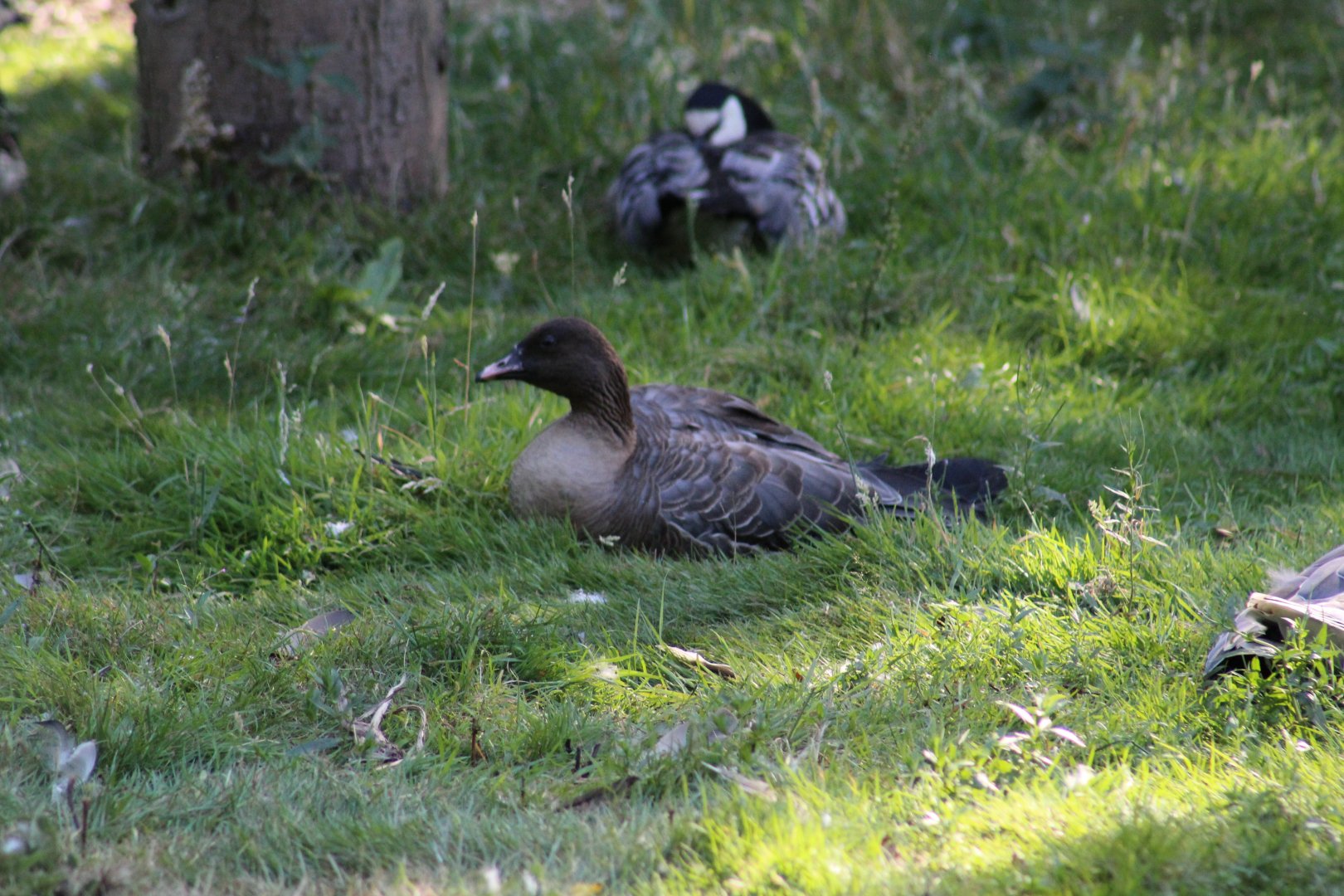 Pink-Footed or Bean Goose?