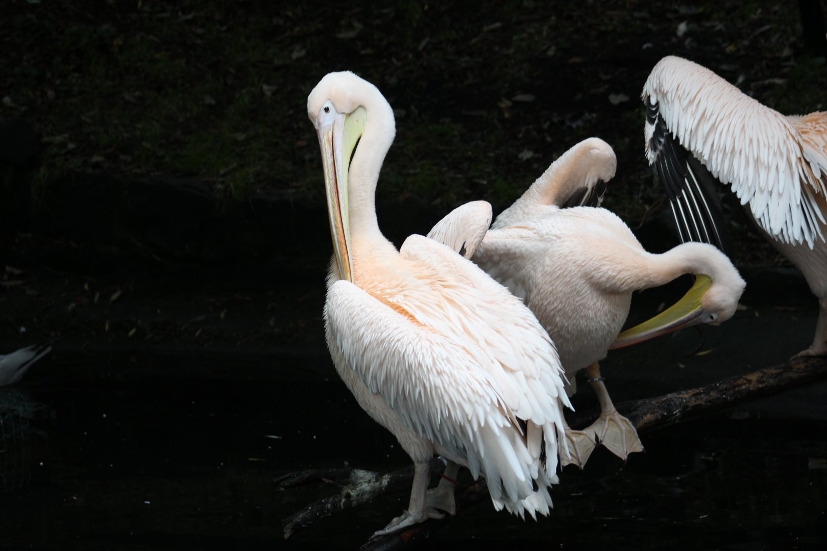 Pink Great White Pelican