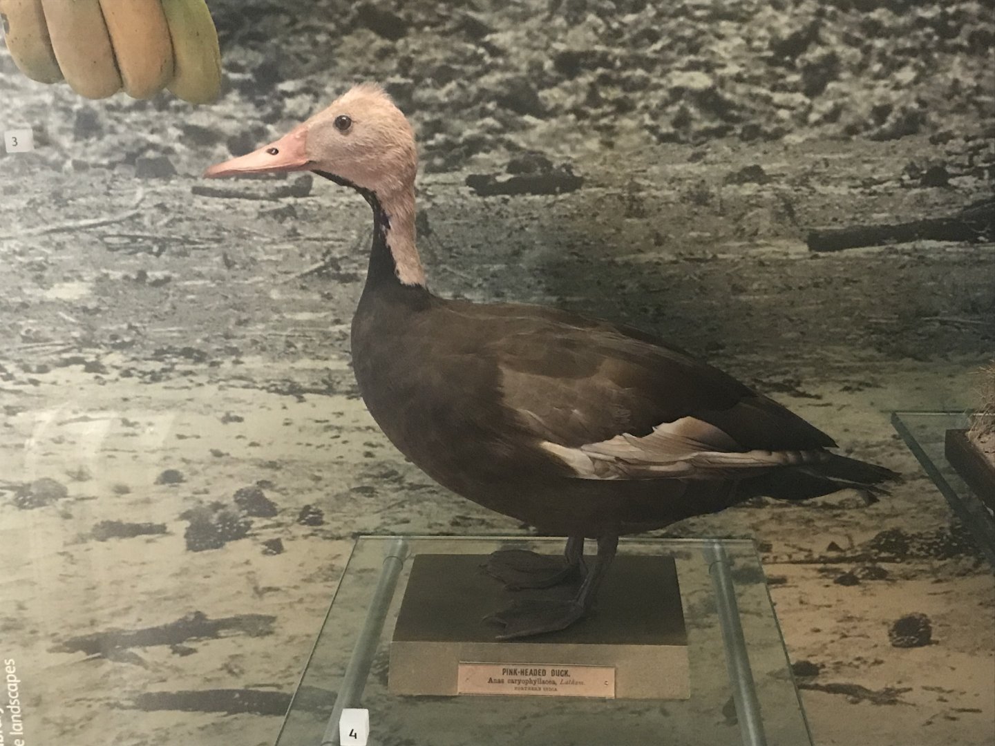 Pink-headed duck