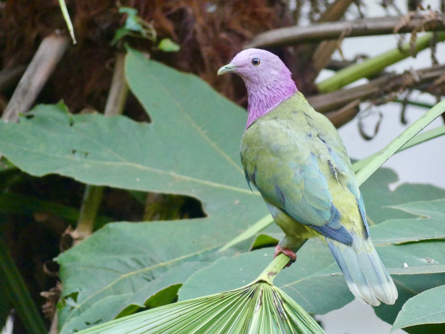 Pink Headed Fruit Dove - 21.10.24