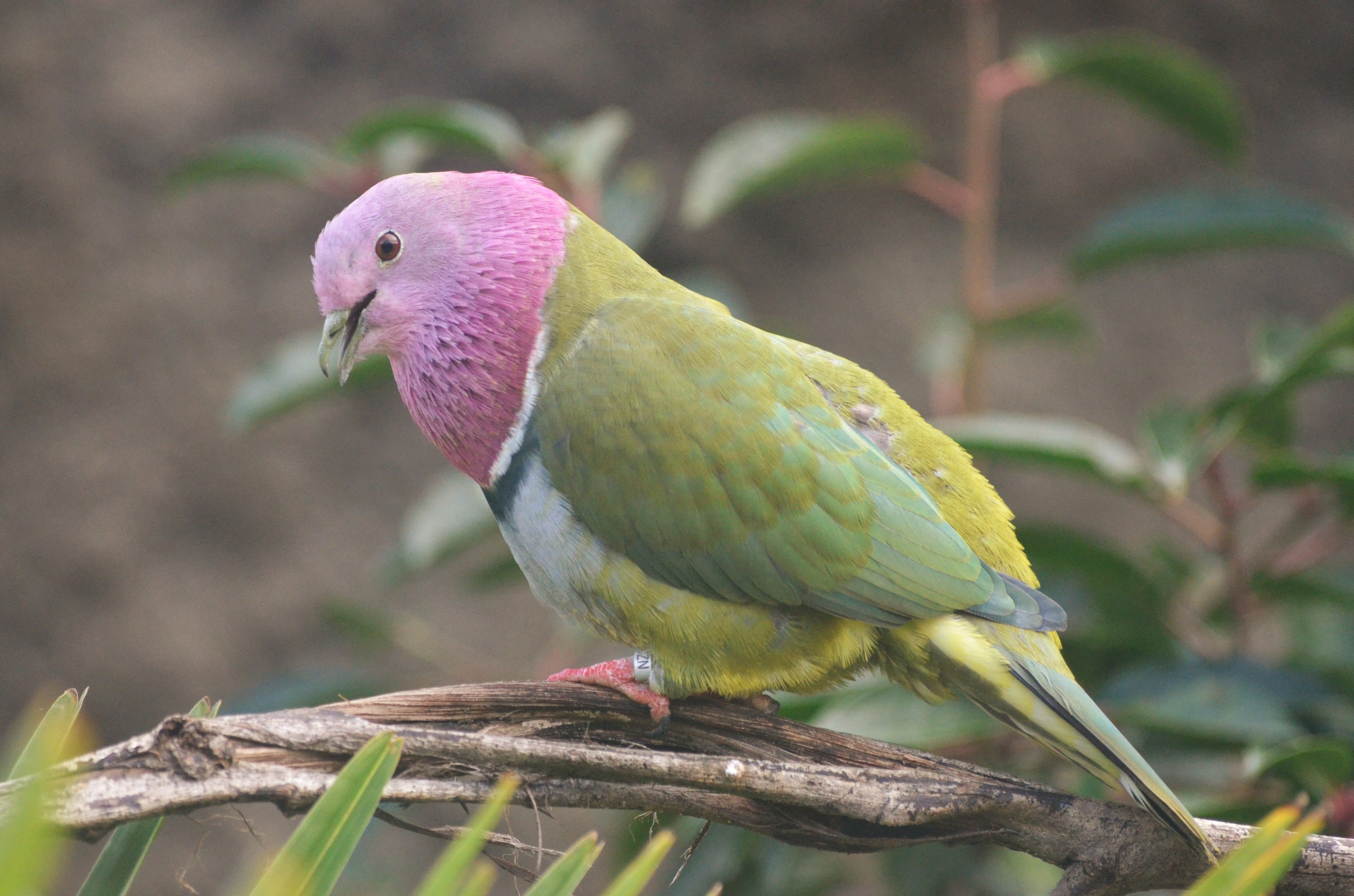 Pink-headed Fruit Dove at Chester, 30/09/17