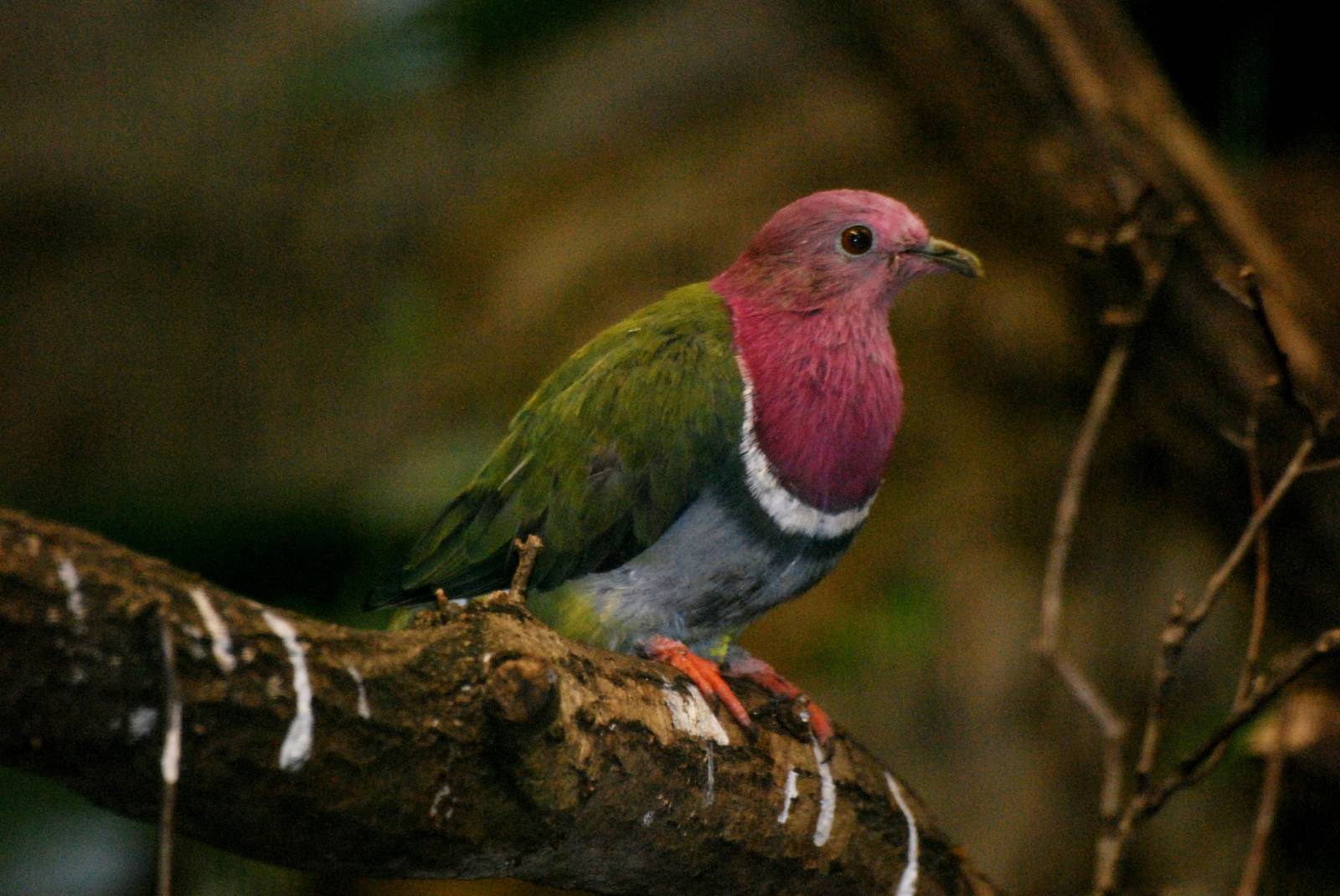 Pink-headed Fruit Dove at Walsrode, 22/03/13