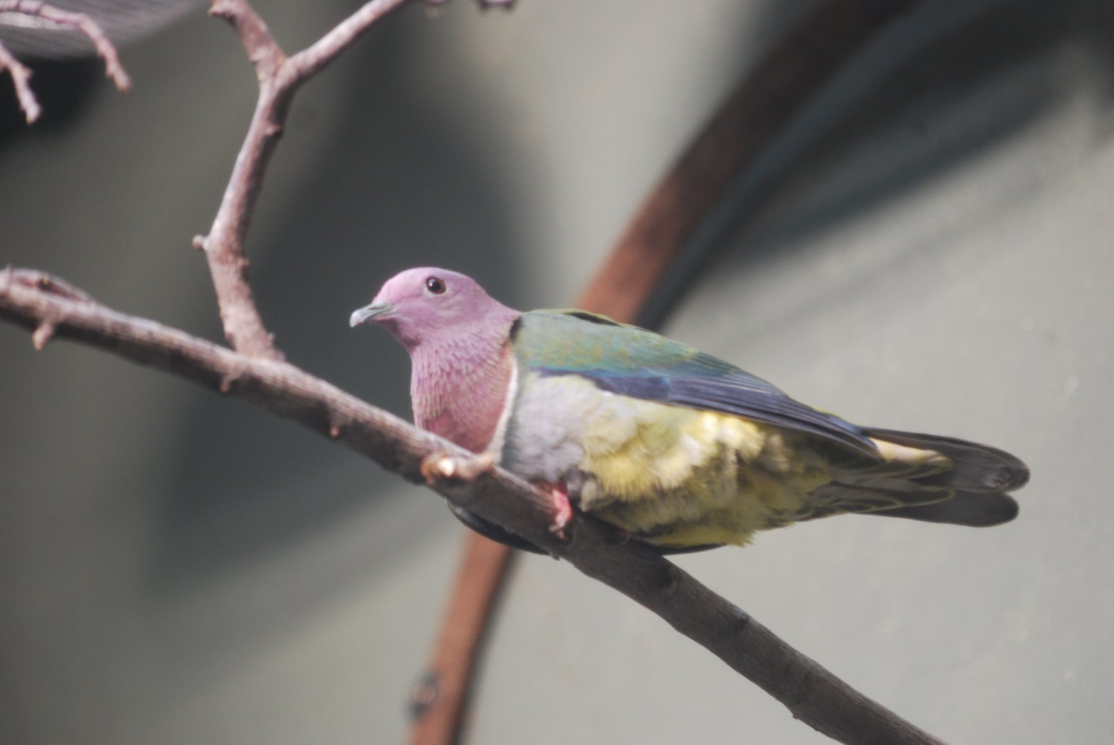 Pink-headed fruit-dove at ZSL London Zoo