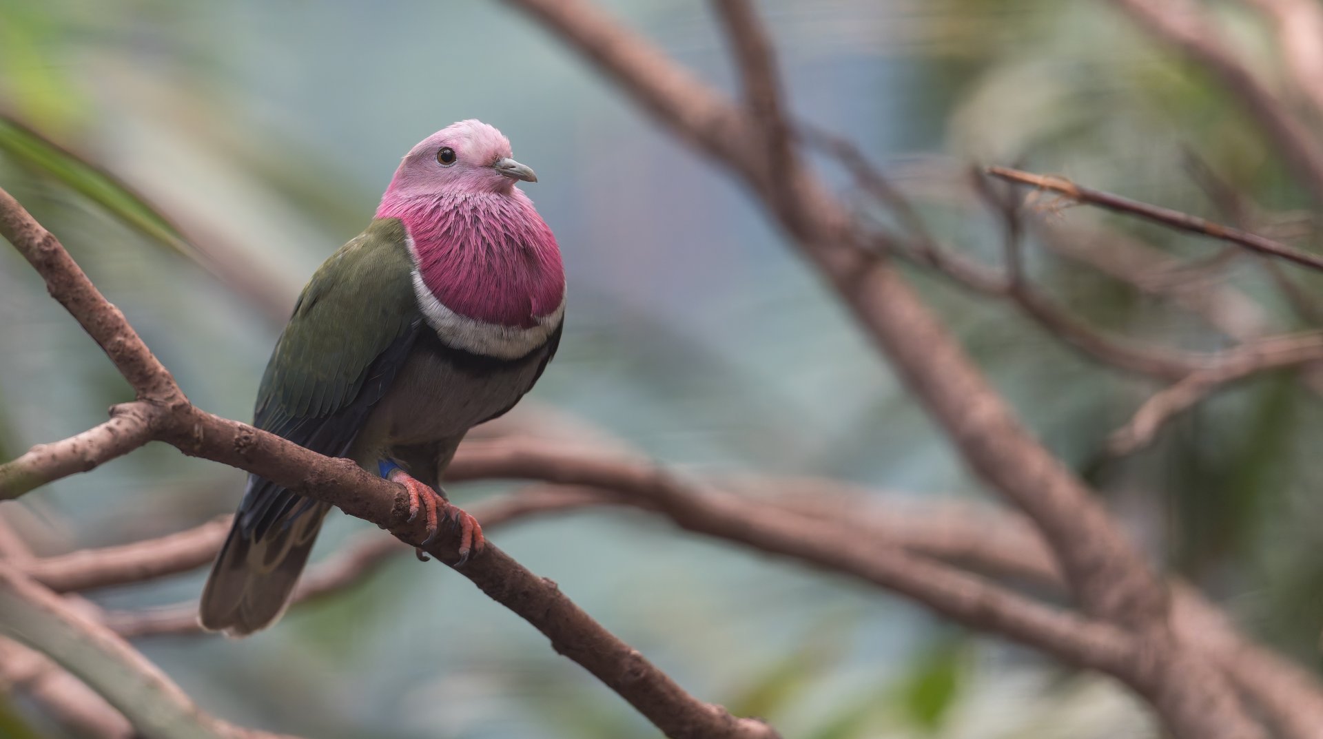 Pink headed fruit Dove, Chester, UK