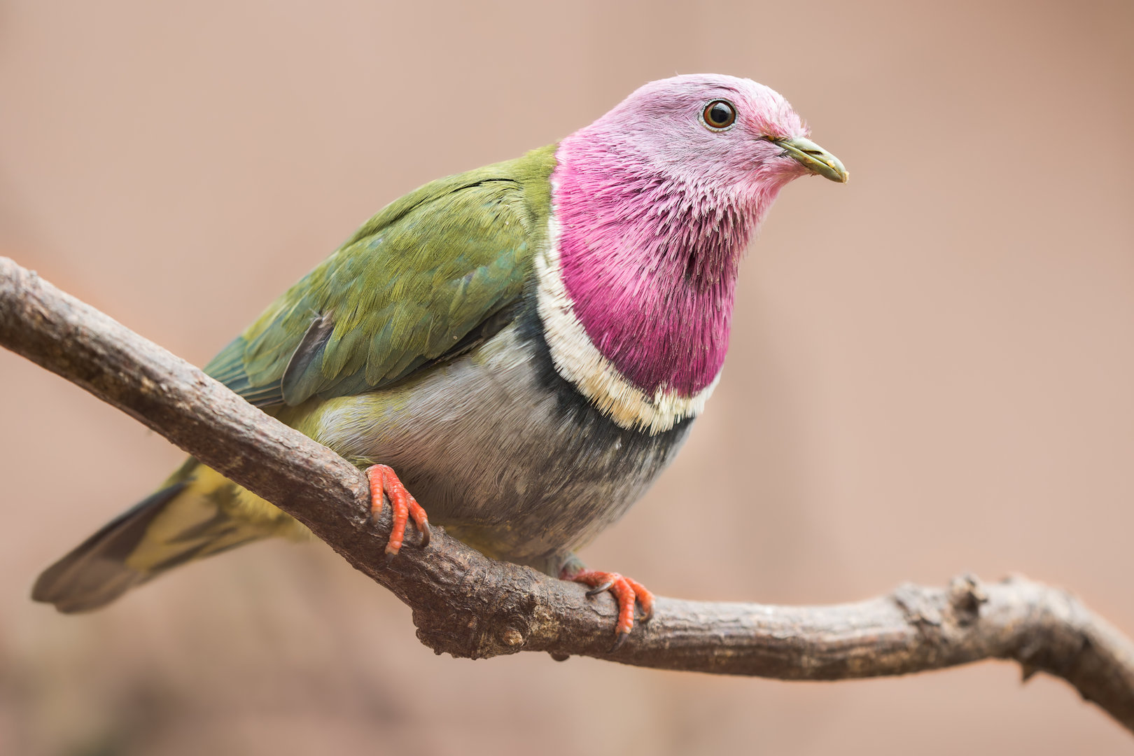 Pink-headed fruit Dove / Newquay Zoo / 16-3-23