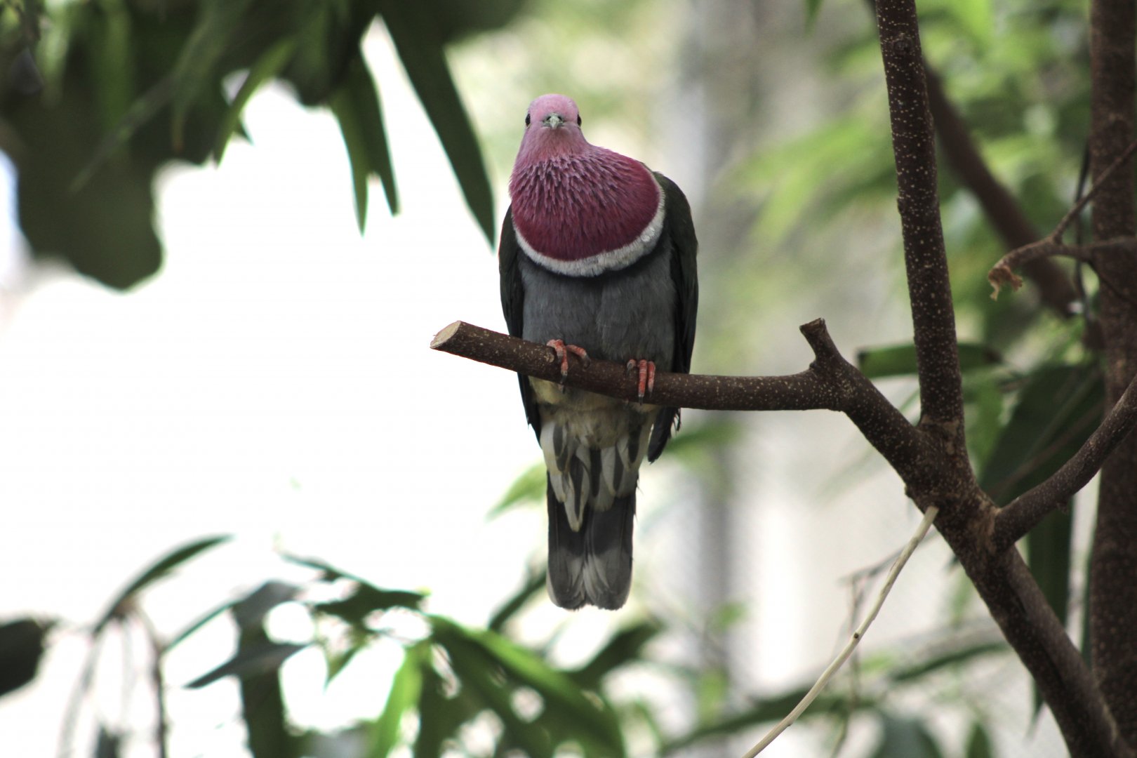 Pink-Headed Fruit Dove (P. porphyreus)