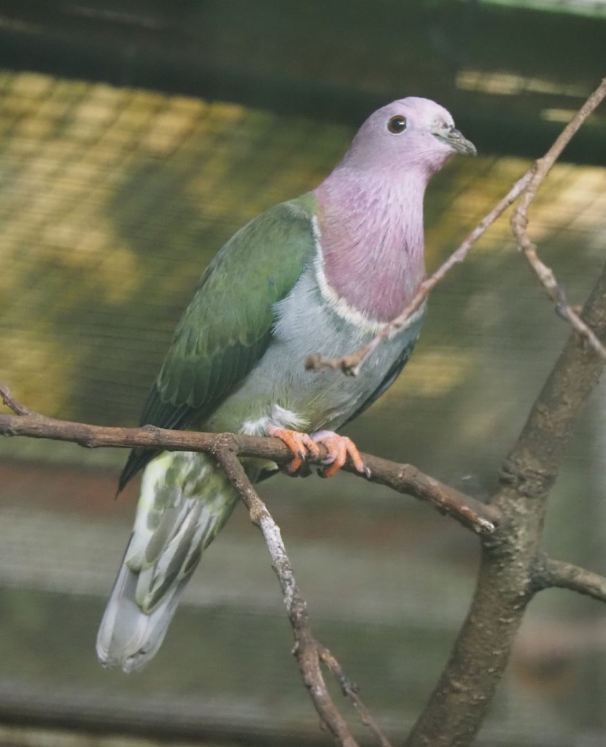Pink-headed fruit-dove (Ptilinopus porphyreus), 2024-05-22